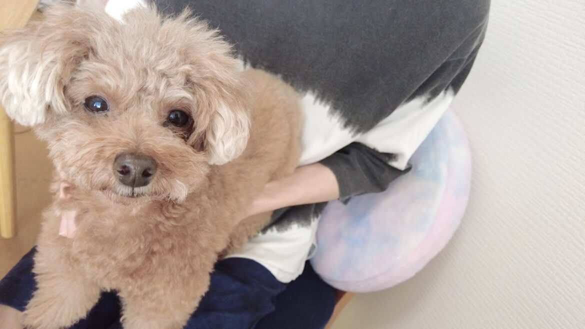 兄犬の目頭にある黒色のシミにコメントでいただいた方法を試してみました♪
