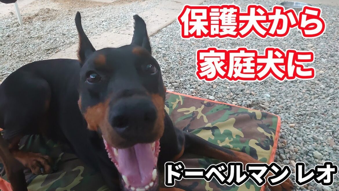 保護犬から家庭犬へ ドーベルマンとの生活
