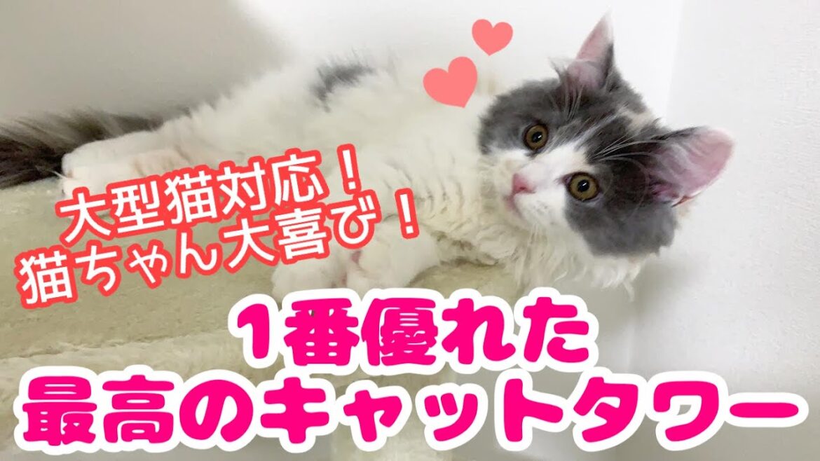 大型猫対応！猫が喜ぶ1番優れたキャットタワー！（サイベリアンの子猫）
