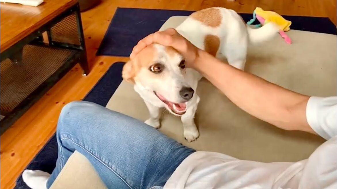 ジャックラッセルテリアが久々のおじいちゃん登場で喜びが爆発しました　Mira Jack Russell Terrier