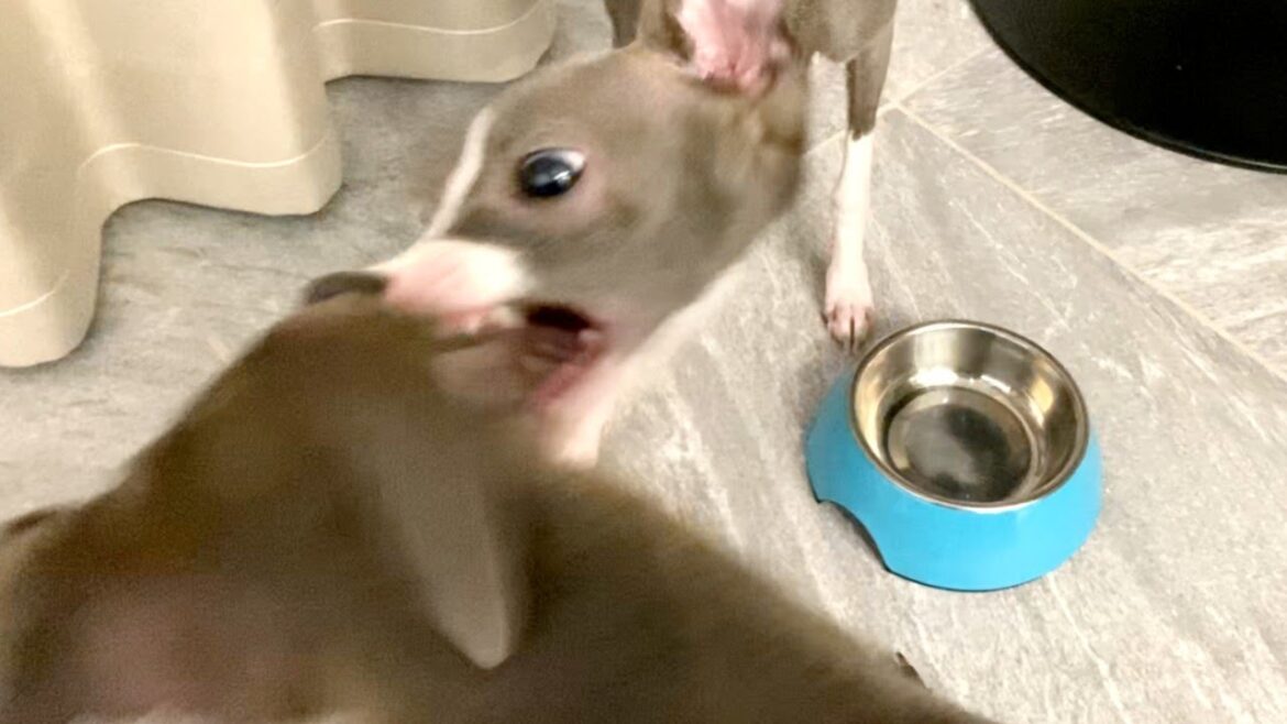 妹にブチギレられてしまった犬【イタリアングレーハウンド】