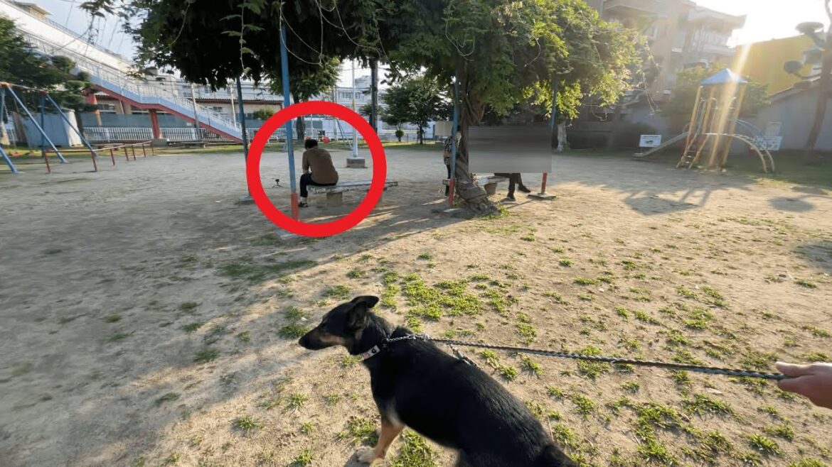 家で寝てるはずの飼い主が公園にいたら、愛犬は気づくのか?【ジャーマンシェパード】 家で寝てるはずの飼い主が公園にいたら、愛犬は気づくのか?【ジャーマンシェパード】