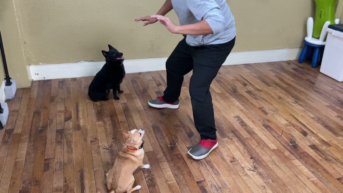 チワワの”ルークくん”とスキッパーキの”オセルくん”と一緒に”まて”の練習! チワワの”ルークくん”とスキッパーキの”オセルくん”と一緒に”まて”の練習!