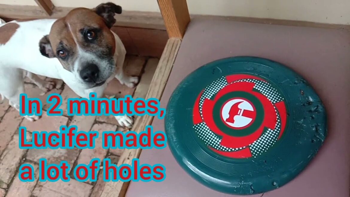 @スタッフォードシャーブルテリア#ルシファー#フリスビーの遊び方