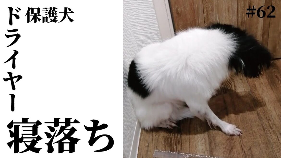 【保護犬】外出疲れで寝落ち寸前のパピヨンマレー