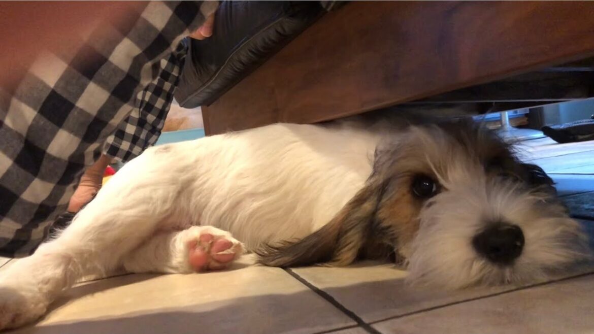 すきまでかじかじするプチバセの子犬