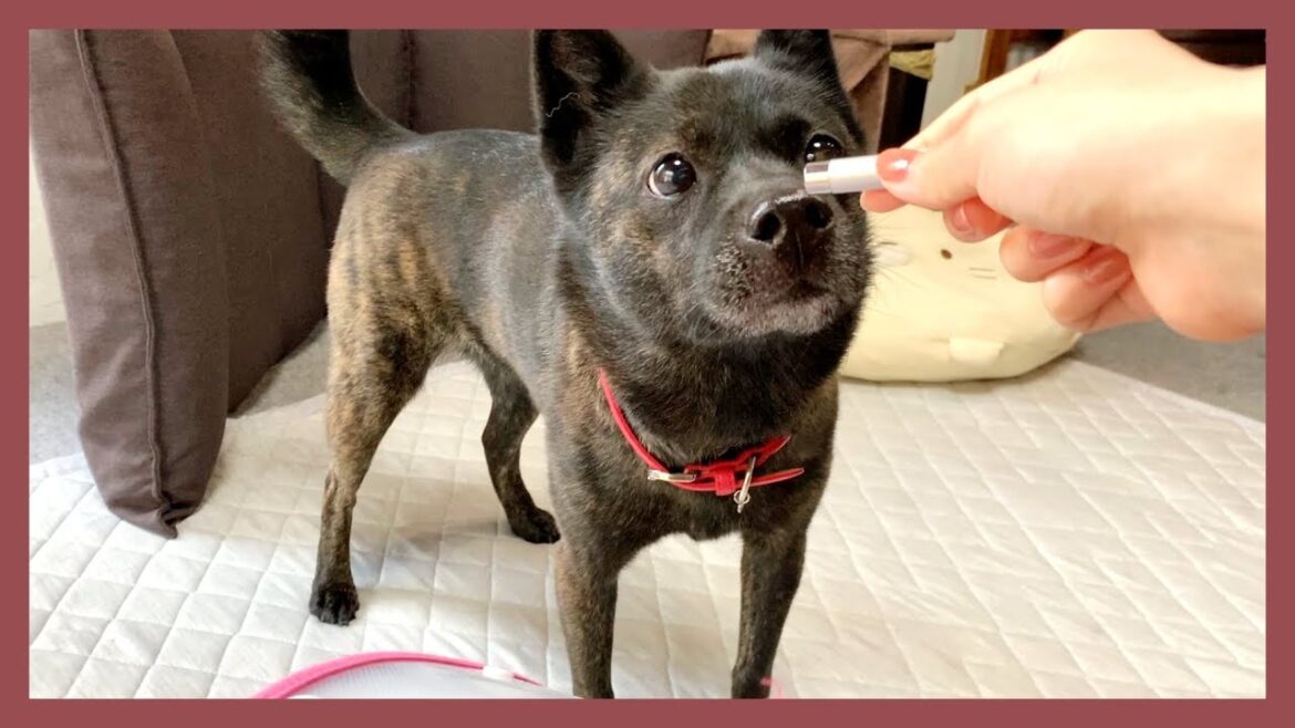 【甲斐犬】レーザー光線で甲斐犬と遊んでみたら激しすぎて最高に可愛かったです…！