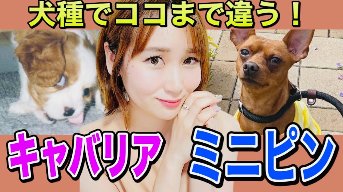 【犬種比較】キャバリアキングチャールズスパニエルとミニチュアピンシャーを比べてみた。