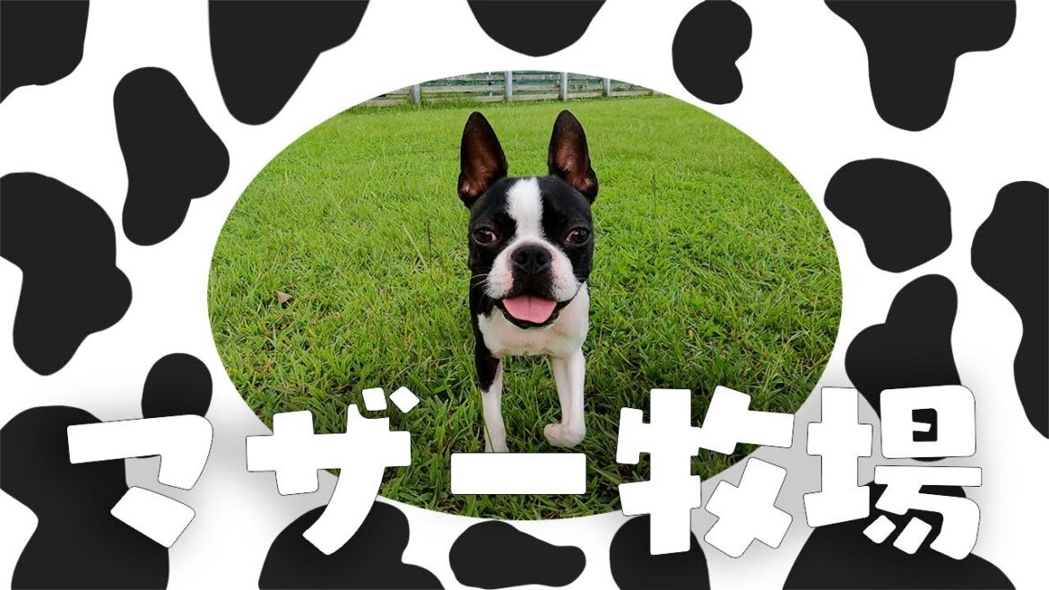 【ボストンテリア】マザー牧場に遊びに行ったお 【ボストンテリア】マザー牧場に遊びに行ったお