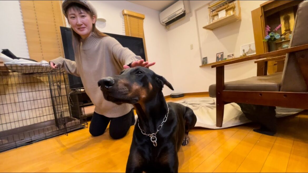 犬苦手な人にドーベルマンを触らせてみた
