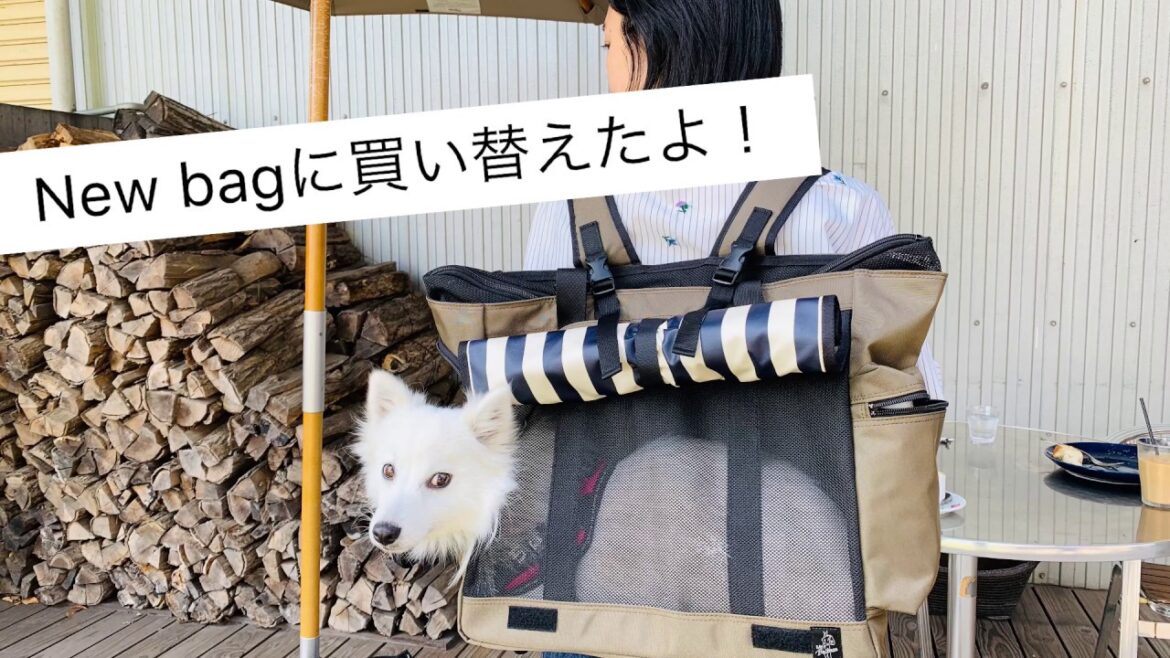 新しい犬用バッグを手に入れた日本スピッツちぃ。 新しい犬用バッグを手に入れた日本スピッツちぃ。