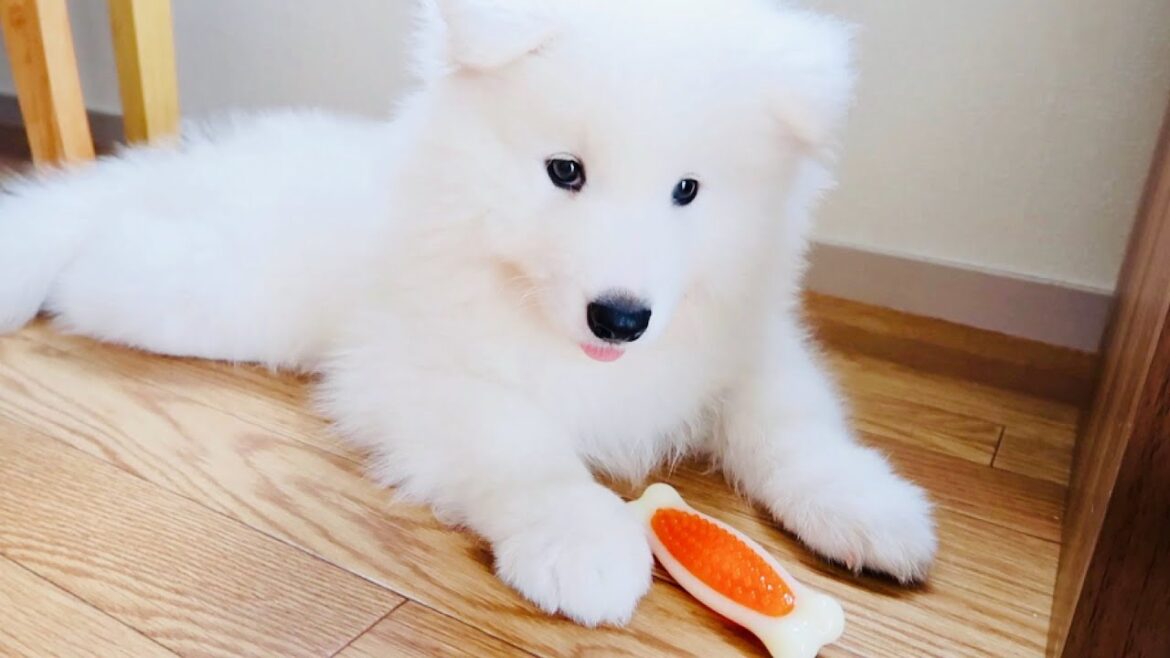 2ヶ月のサモエド何やっても可愛いすぎる💗✨ 2ヶ月のサモエド何やっても可愛いすぎる💗✨