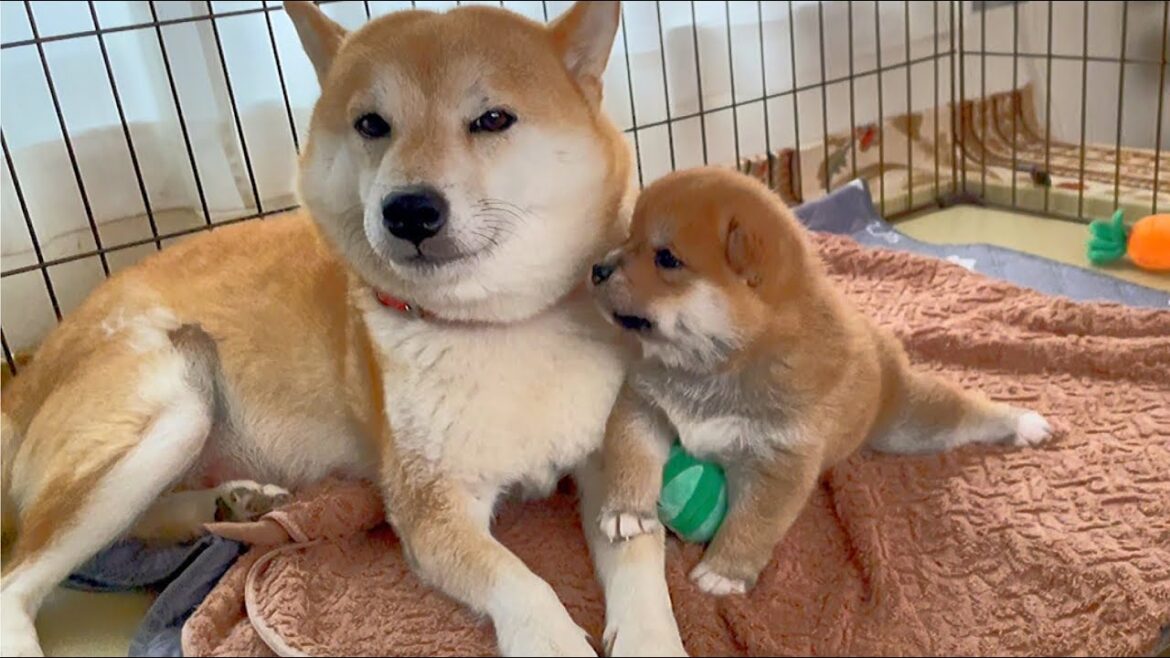 母柴犬と子犬の優しい時間 母柴犬と子犬の優しい時間
