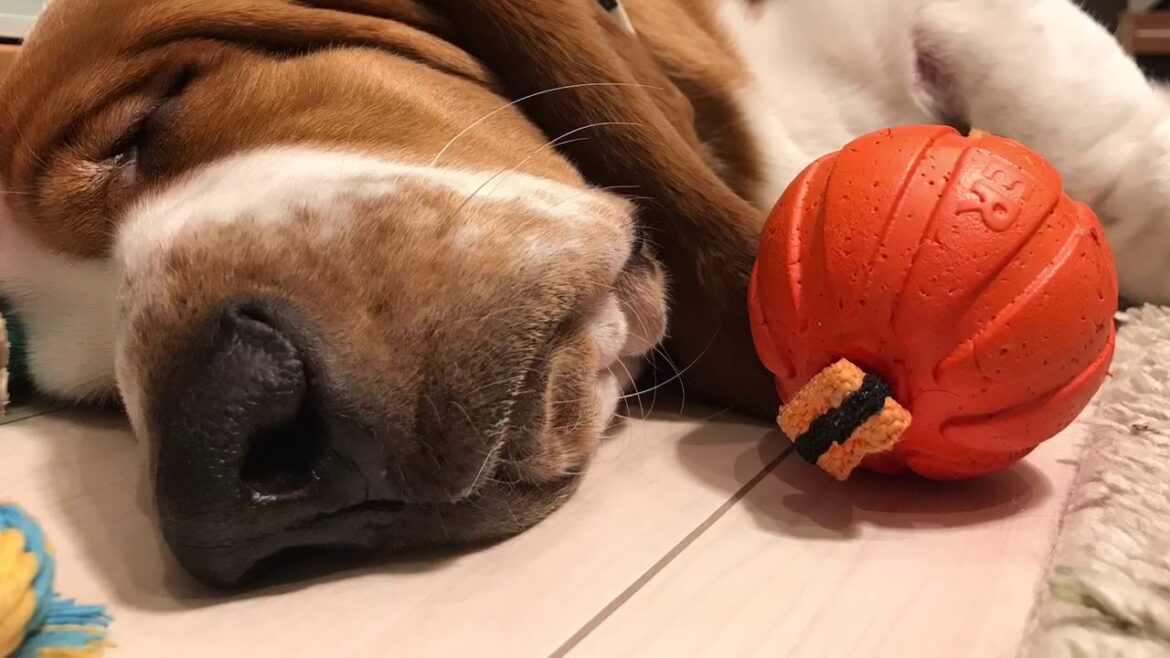 バセットハウンドのベル君１歳の生活