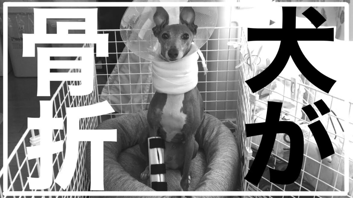 犬が階段を降りてただけで骨折した【イタリアングレーハウンド】