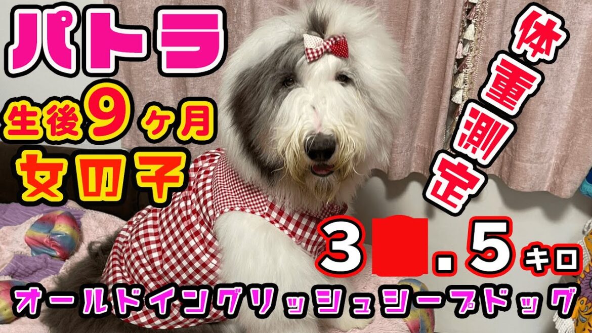 【子犬】バトラ生後９ヶ月パピー体重測定❗オールドイングリッシュシープドッグ　