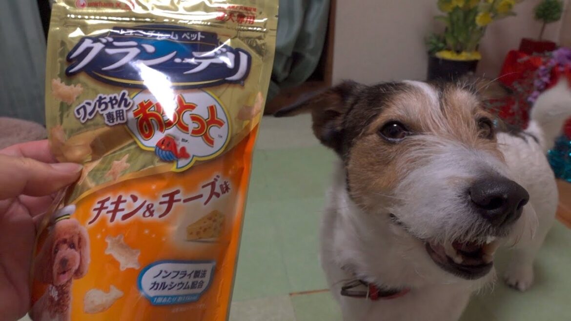 ペット専用おっとっとを食べたジャックラッセルテリアが可愛かった😊