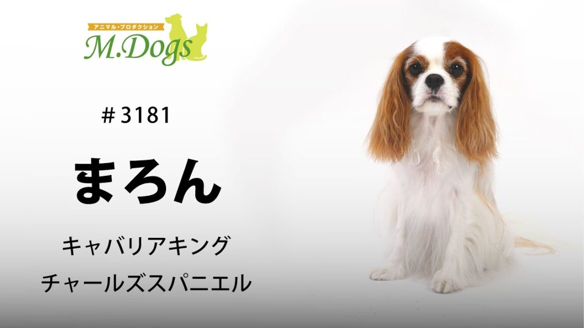ペットモデル #3181 キャバリアキングチャールズスパニエル「まろん」