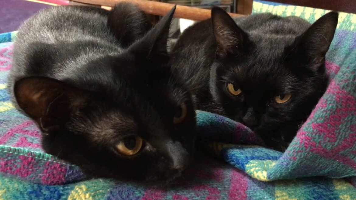 4匹の黒猫ボンベイ家族の 1日☆Four black cats Bombay family's day!Black bombay cat(黒のボンベイ猫) 4匹の黒猫ボンベイ家族の 1日☆Four black cats Bombay family's day!Black bombay cat(黒のボンベイ猫)