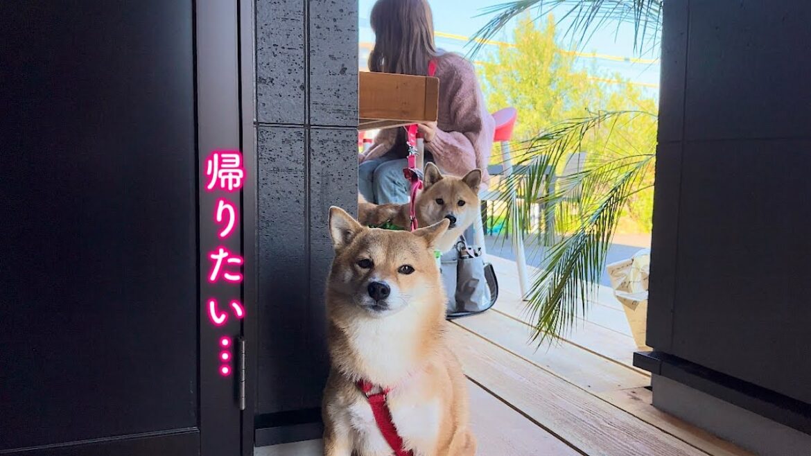 17年ぶりの感動の再会でまさかの愛犬にアクシデントが起こりました…