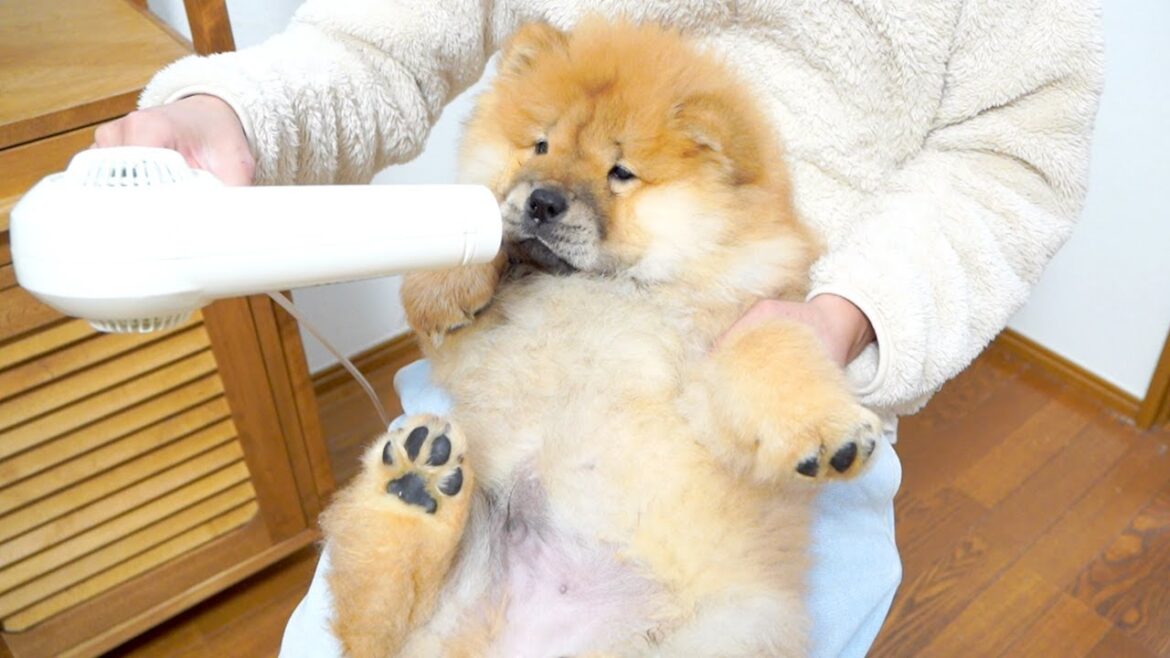 ドライヤーで乾かされるチャウチャウ犬