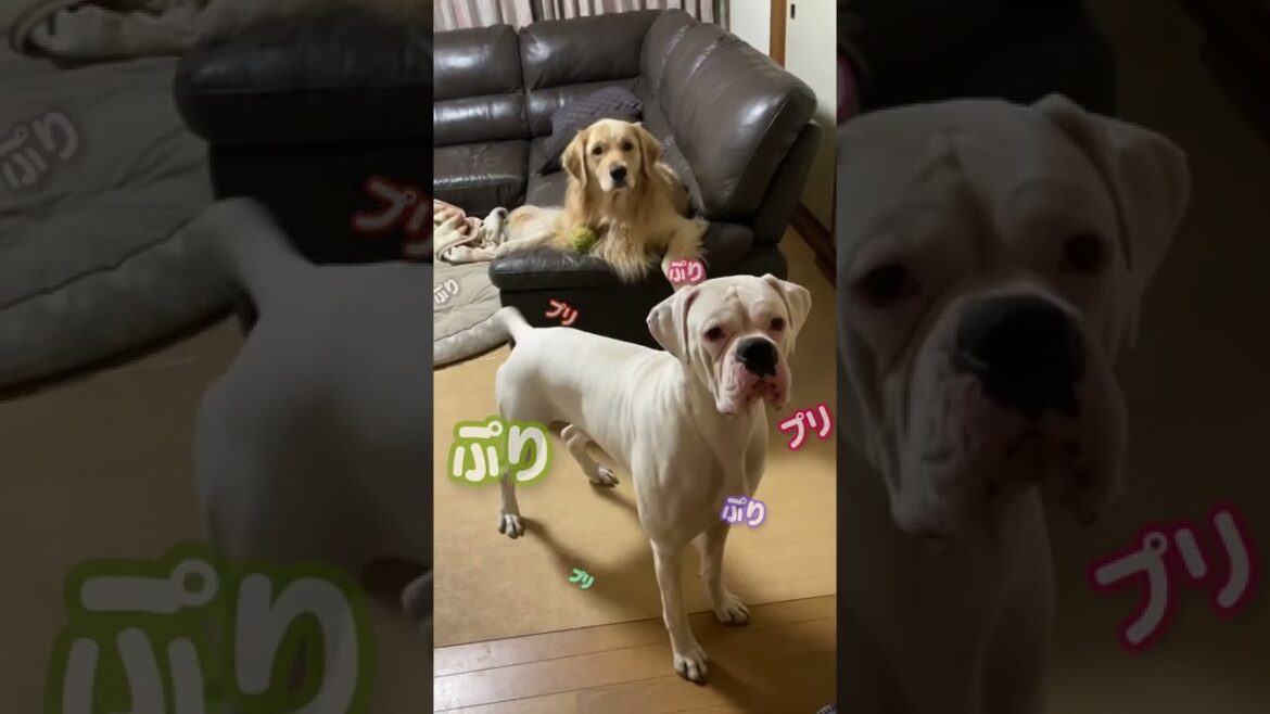 ２階から降りてきただけなのに🤣　ゴールデンレトリバー　ボクサー犬