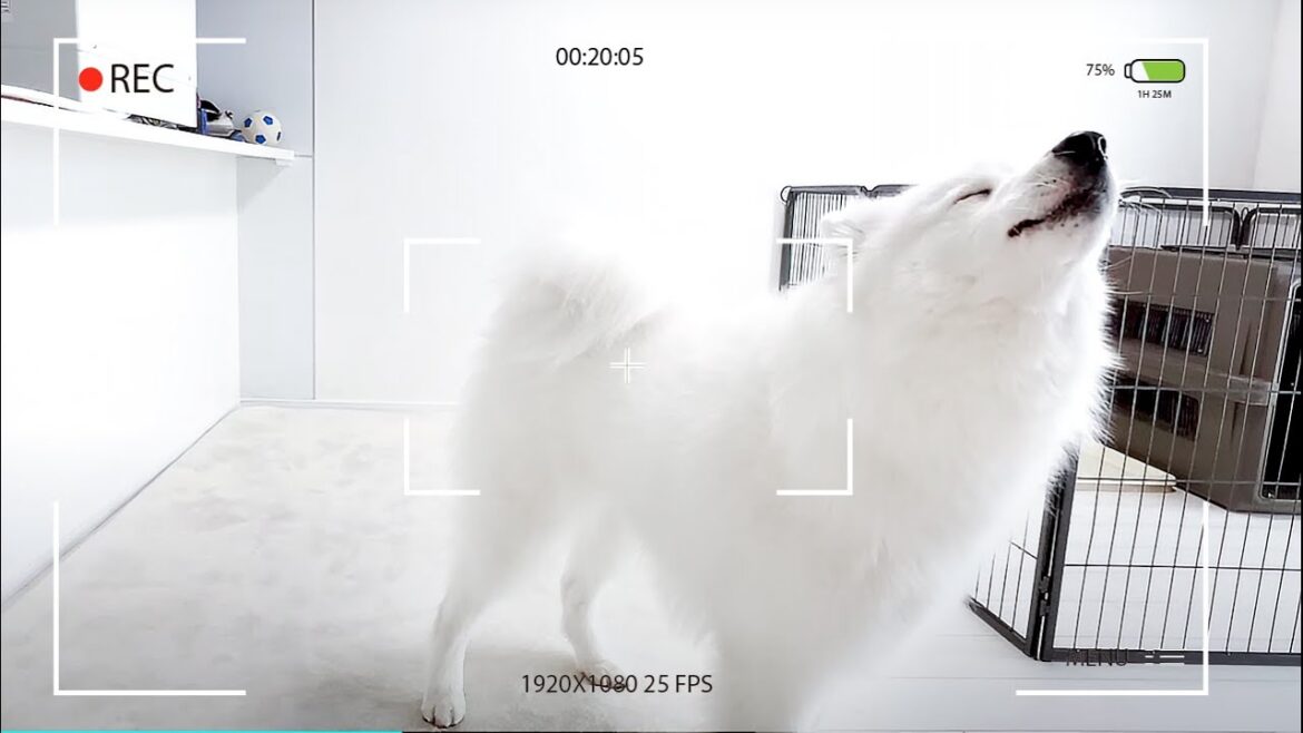 愛犬のお留守番を隠し撮りしたら寂しさをカメラ越しに必死に伝えてきました。【サモエド】