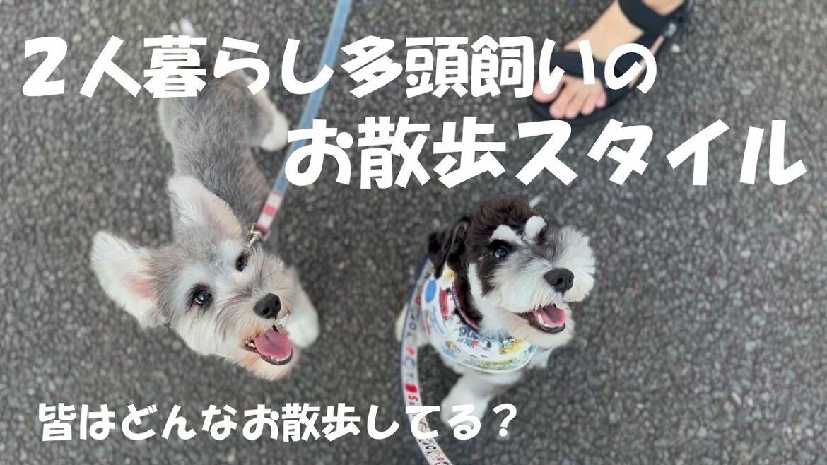 【お散歩事情】２人暮らし多頭飼いのお散歩スタイル【ミニチュアシュナウザー】
