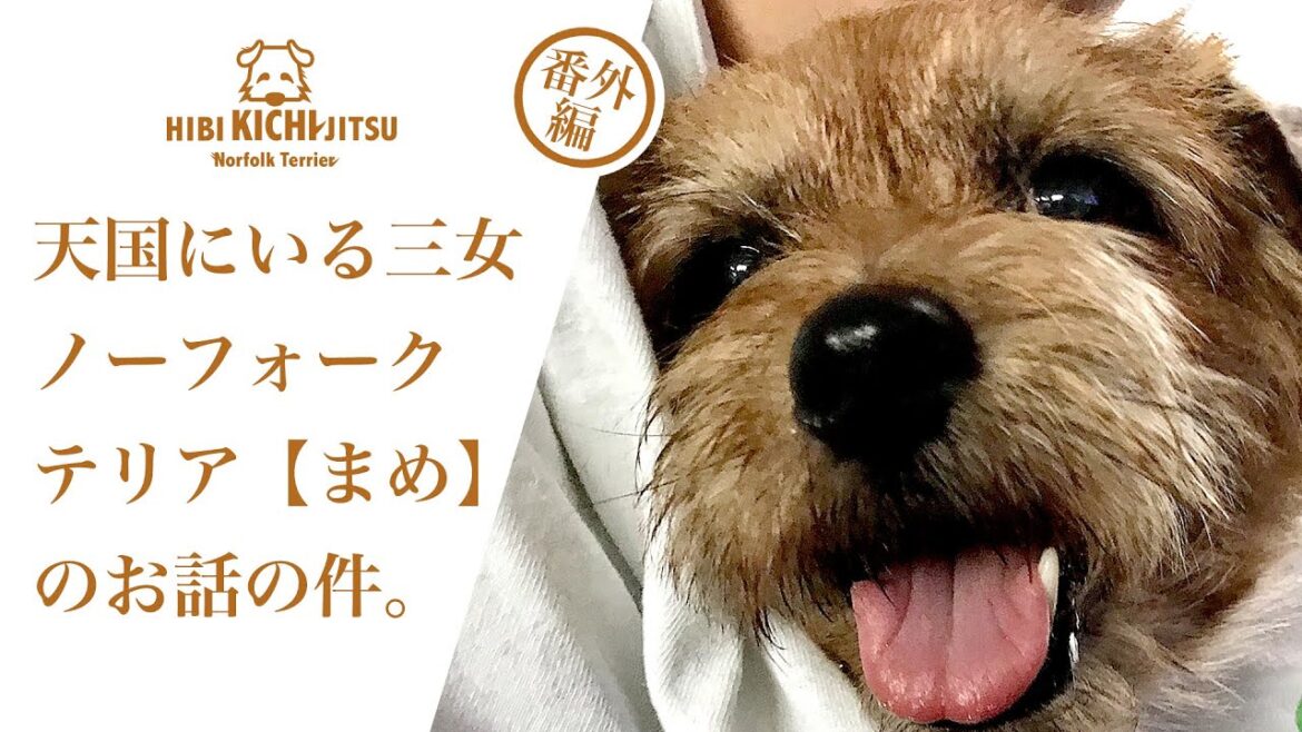 天国にいるノーフォークテリア【まめ】のお話【ノーフォークテリア NorfolkTerrier puppy dog】 天国にいるノーフォークテリア【まめ】のお話【ノーフォークテリア NorfolkTerrier puppy dog】