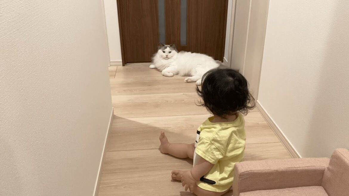 おやすみ前の赤ちゃんと遊んでくれる猫がかわいい【ラグドール】