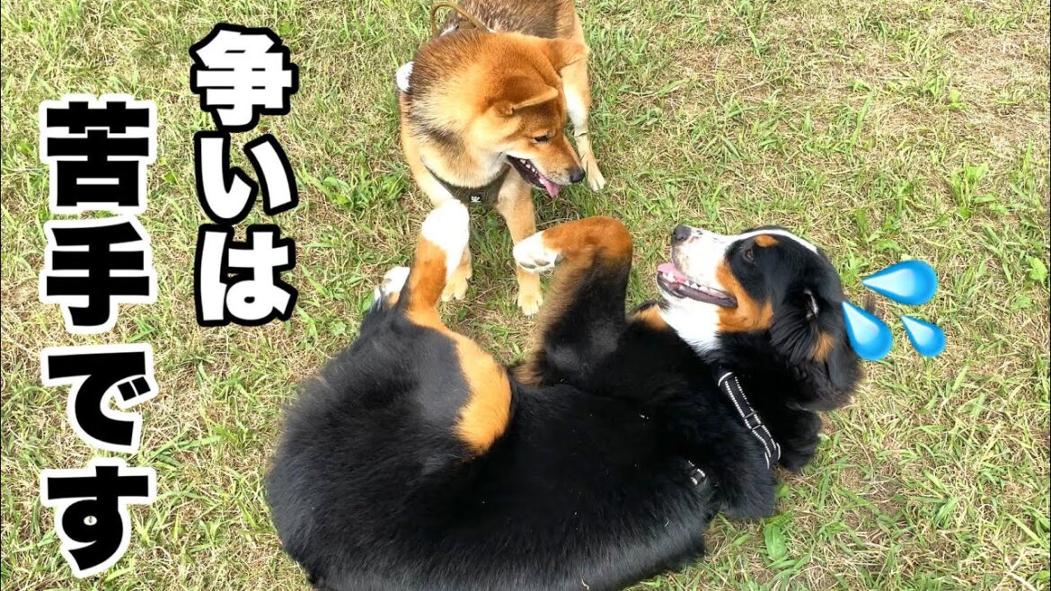 ランでの争い事が嫌いなバーニーズマウンテンドッグ【大型犬】9ヶ月