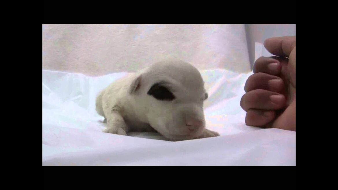 シーリハムテリアの子犬10
