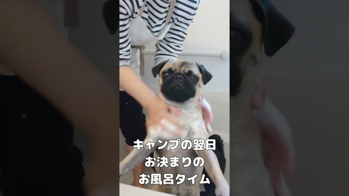 洗われるうちの可愛いおパグ達