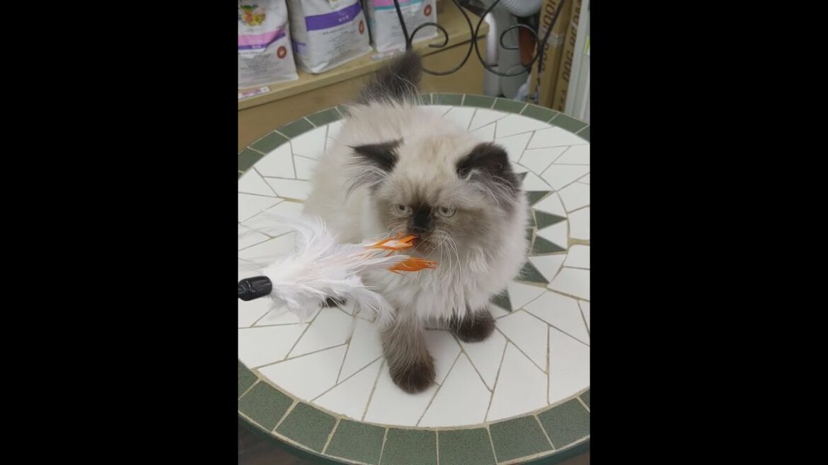 ヒマラヤン♪可愛さ抜群☆★癒やしの子犬子猫チャンネル★☆