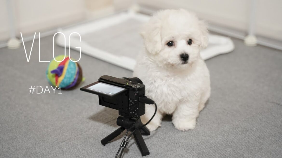 ビションフリーゼお迎えの様子｜生後１ヶ月の子犬