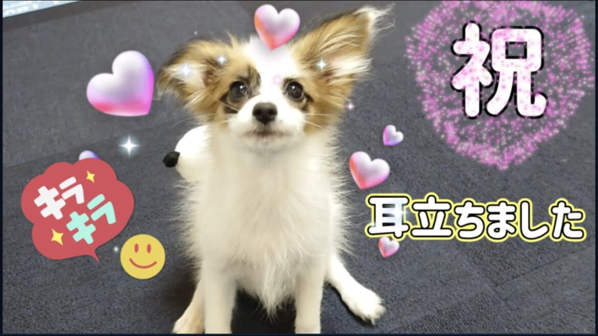 耳立ちました。生後110日の子犬パピヨンらしくなる 耳立ちました。生後110日の子犬パピヨンらしくなる