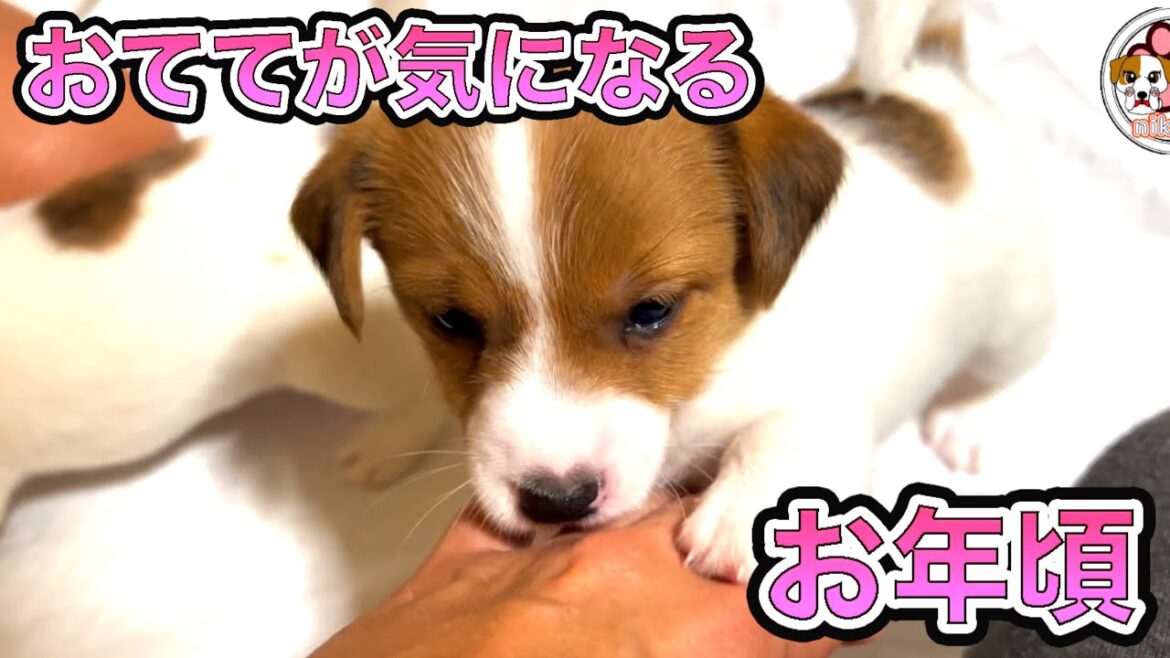 【ジャックラッセルテリア】生後1ヶ月パワフルジャックの仔犬ちゃんはおててが気になるお年頃！動物癒し動画「にくきゅう」