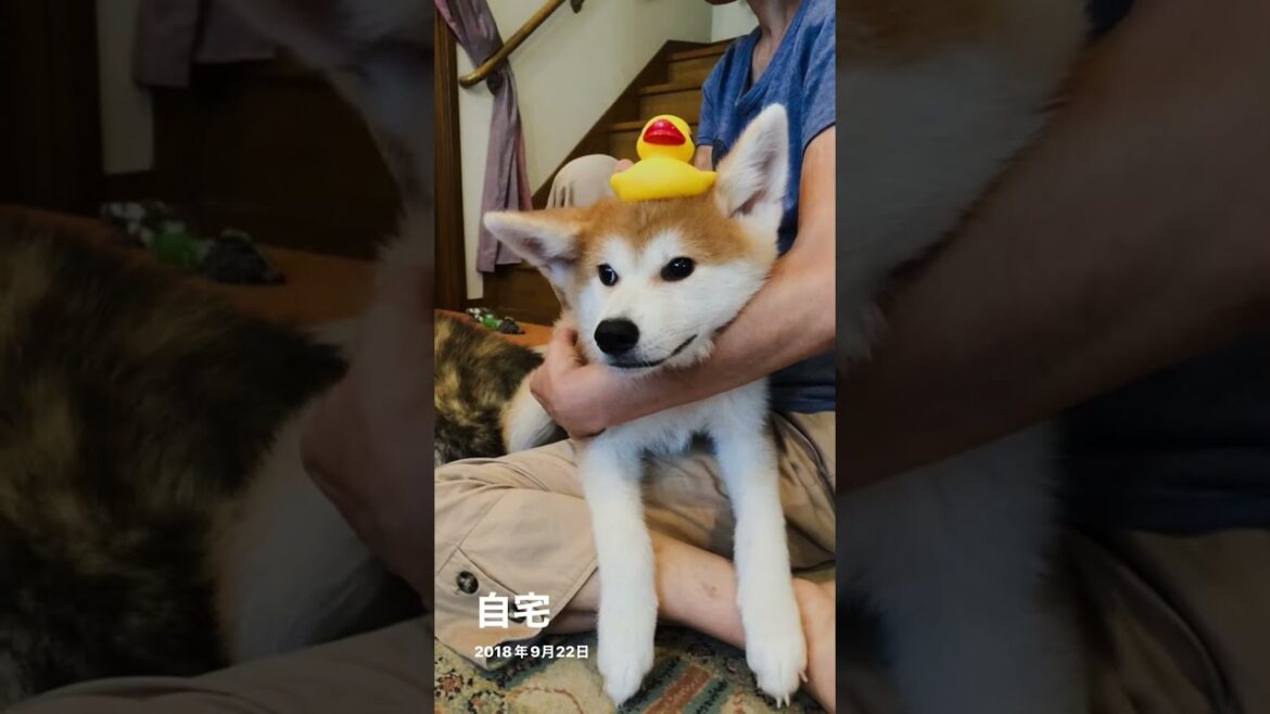 妹の面倒を見ながらもまだまだ甘えん坊だった秋田犬ぱたこ【Akita-inu】 妹の面倒を見ながらもまだまだ甘えん坊だった秋田犬ぱたこ【Akita-inu】