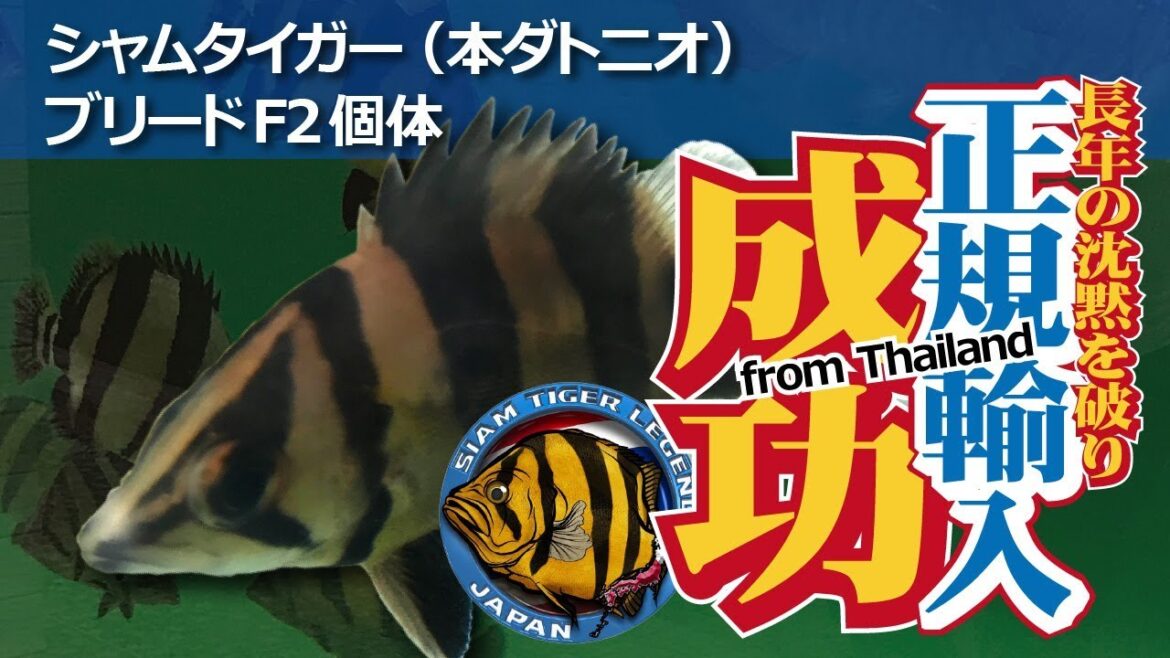 シャムタイガー(本ダトニオ)ブリードF2個体 正規輸入に成功!! 海外訪問記 シャムタイガー(本ダトニオ)ブリードF2個体 正規輸入に成功!! 海外訪問記