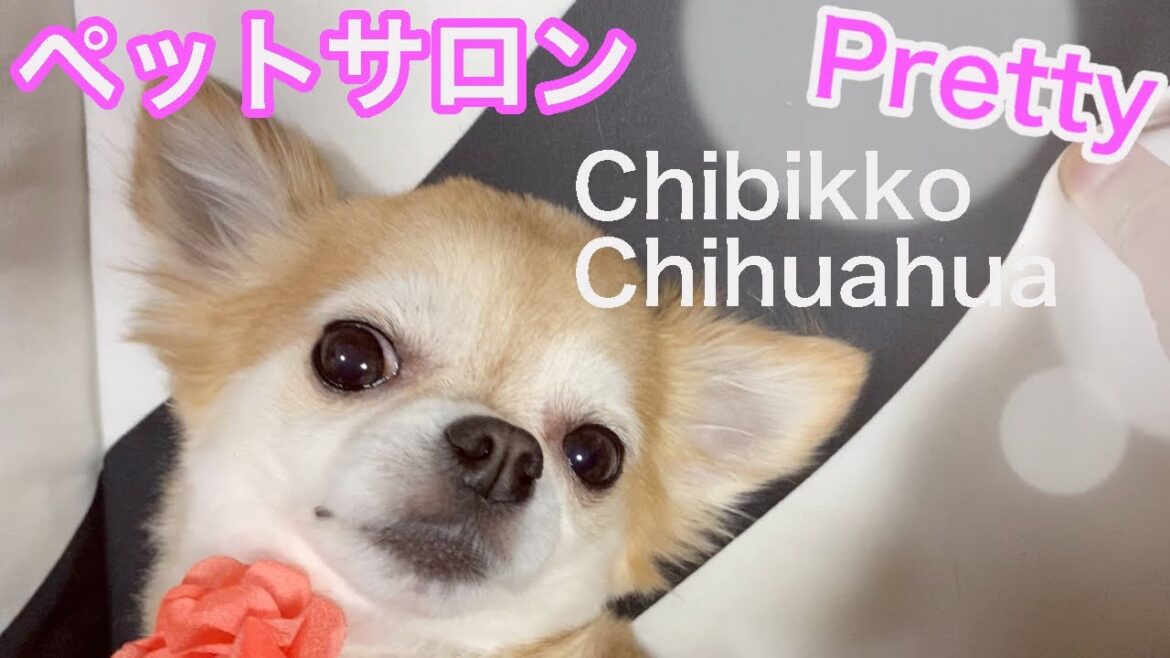 トリミングしてロングコートチワワの可愛さ倍増 トリミングしてロングコートチワワの可愛さ倍増