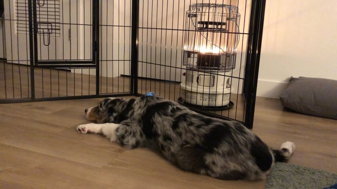 ヒーターの温かさにやられたオゥシー子犬【オーストラリアンシェパード】