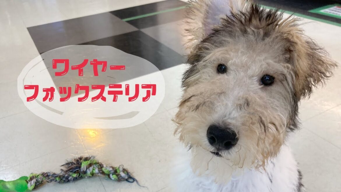 【ワイヤーフォックステリア】つぶらな瞳の男の子♪【マルワンさいたま武蔵浦和店】