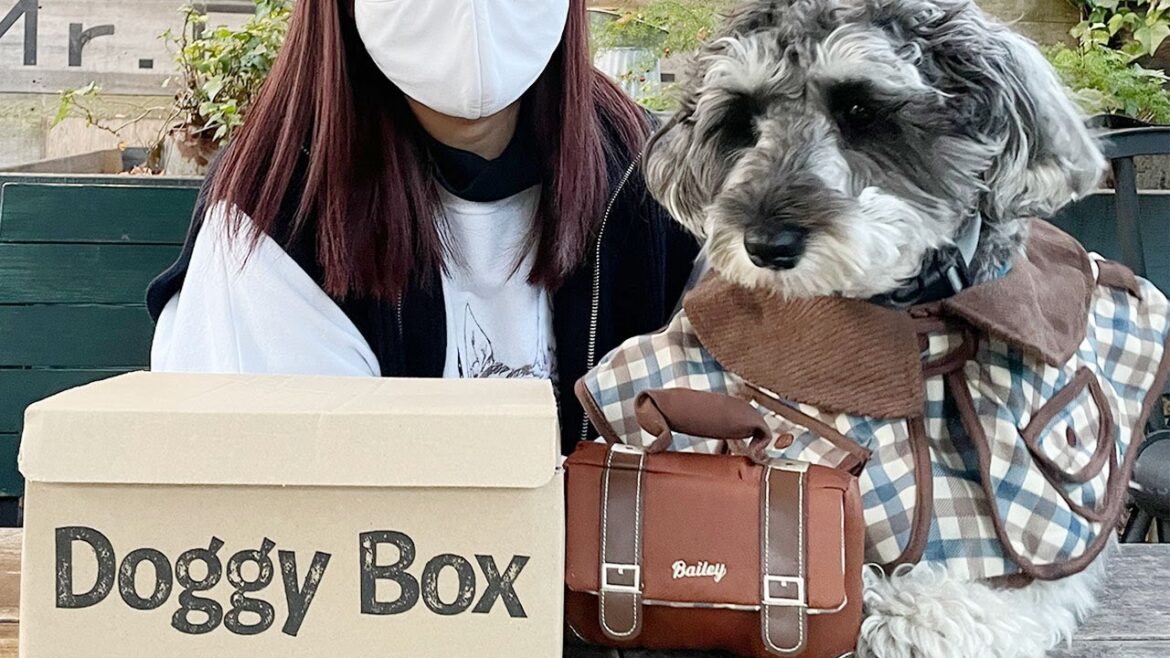 愛犬にコスプレさせたら可愛すぎた!【ミニチュアシュナウザー】 愛犬にコスプレさせたら可愛すぎた!【ミニチュアシュナウザー】