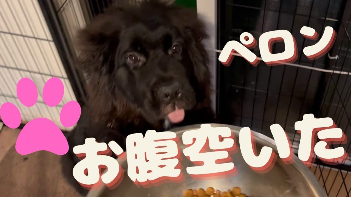 ハニーちゃん晩御飯の様子(ニューファンドランド・超大型犬・ハニライちゃんねる) ハニーちゃん晩御飯の様子(ニューファンドランド・超大型犬・ハニライちゃんねる)