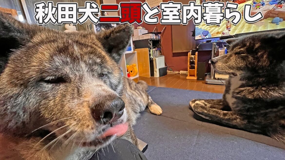 虎毛秋田犬コンビ・秋馬とお菊と家の中での過ごし方集【大型犬】【akita dog】