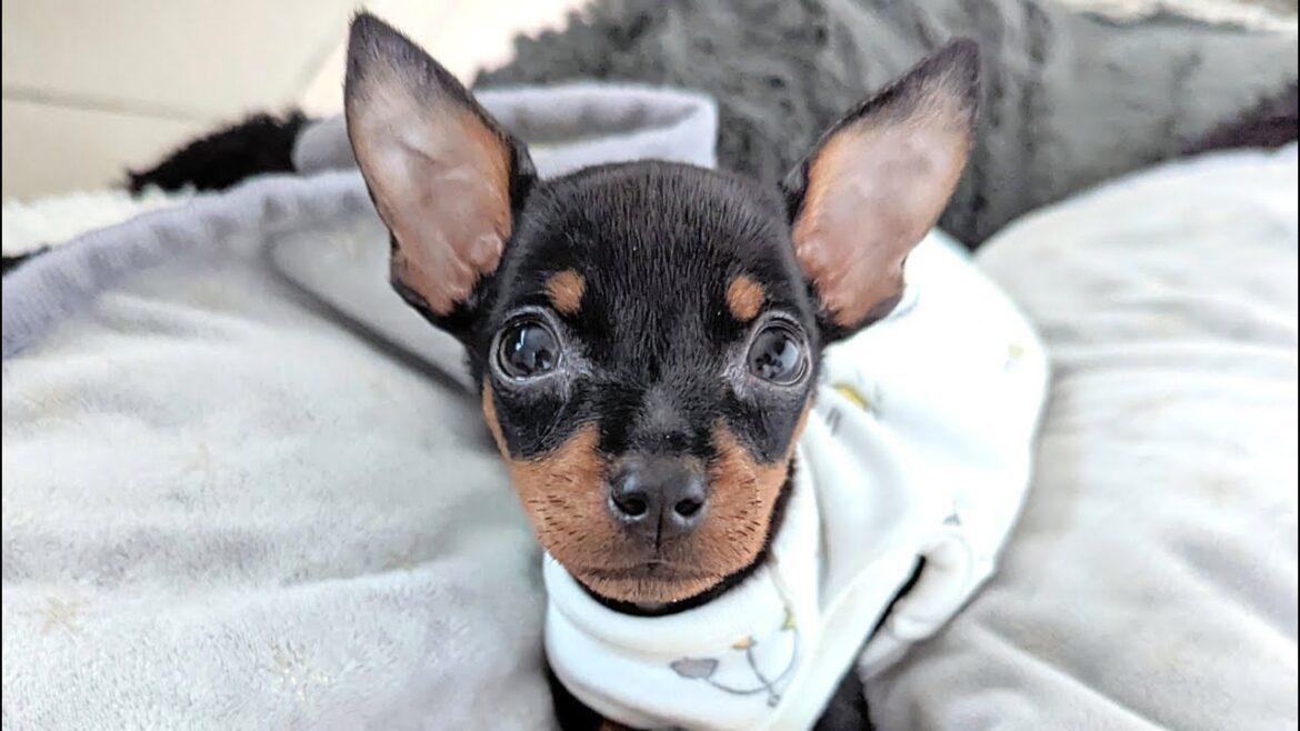 【ご報告】ミニピンの子犬ねむについてお知らせがあります