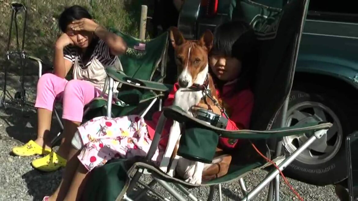 バセンジーの鈴木君～キャンプ場でまったり　Relax at the campground, Basenji