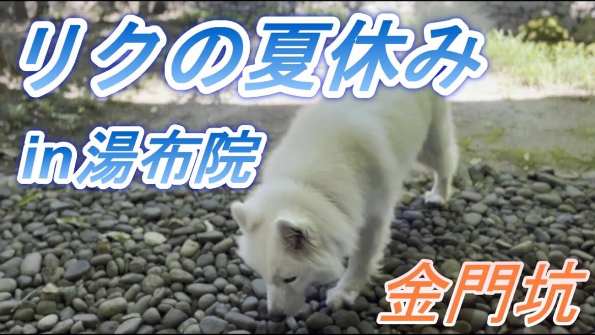 【サモエド】リクの夏休み in 湯布院～金門坑宿泊記～【リク】
