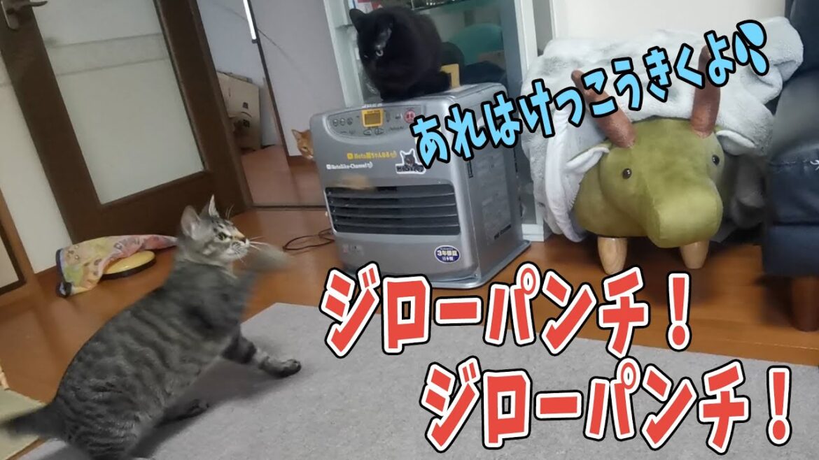 【４猫暮らし166s】　ダンサーでボクサー　なかよし4猫密集！？