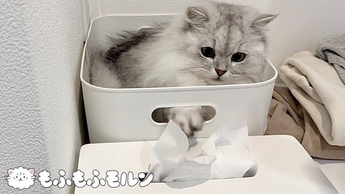 猫がティッシュにイタズラして困っています 【サイベリアン】